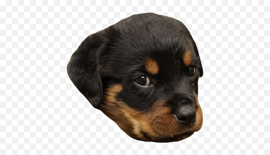 Dogs - Rottweiler Emoji,Chihuahua Black Tan Emoji Sticker