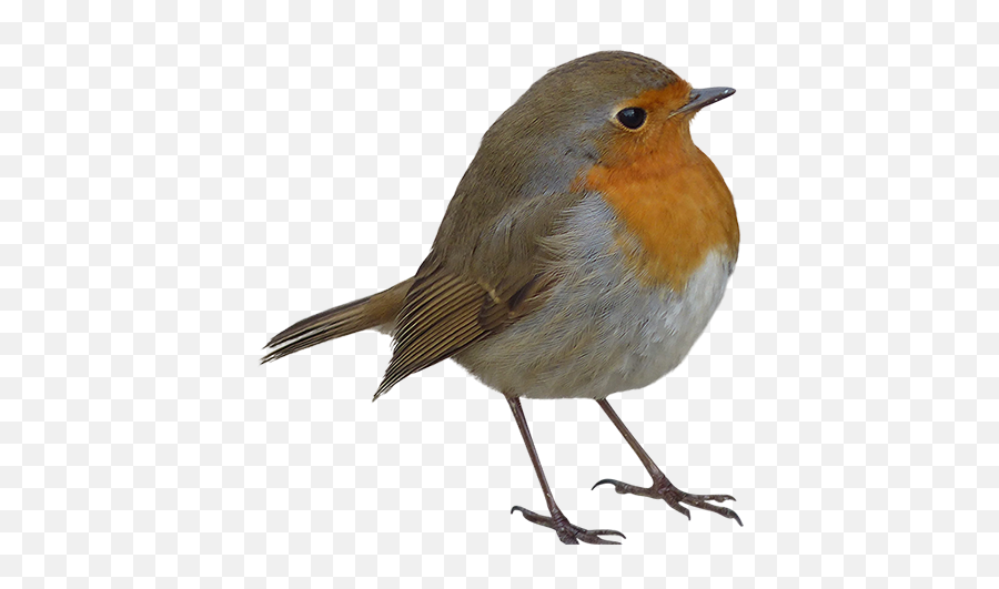 Pin - Rotund Bird Emoji,Robin Nani Emotion