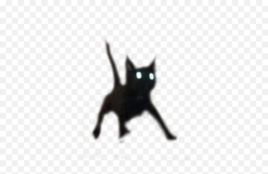 Cat Scaredcat Lol Idk Sticker - Black Cat Emoji,Lolidk Emoticon