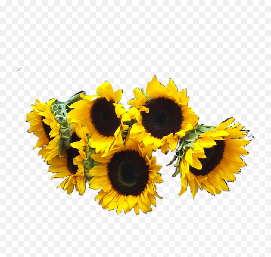 Girasoles Png Png Download - Girasoles Imagenes En Png Emoji,Centro De Mesas.de Emoji