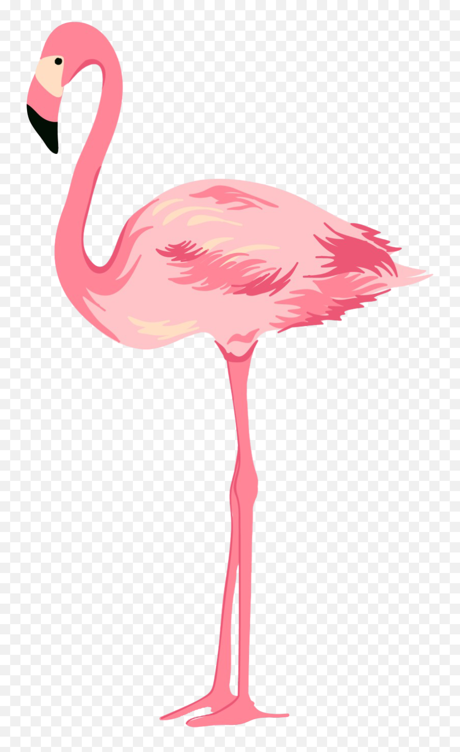 Flamingo Transparent Background - Transparent Background Flamingo Png Emoji,Flamongo Emoji