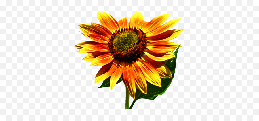 500 Free Sunflower U0026 Flower Illustrations Emoji,Bee And Sunflower Emoji