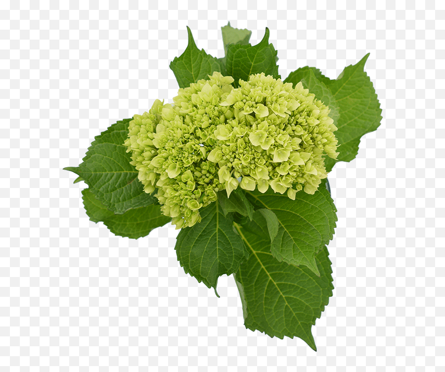 Hydrangeas Blue - Hydrangea Emoji,Hydrangea Macrophylla Emotion