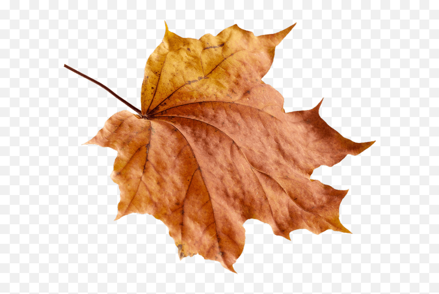 Pass The Plants - Plane Tree Family Emoji,Little Yellow Maple Leaf Meaning In Emotions