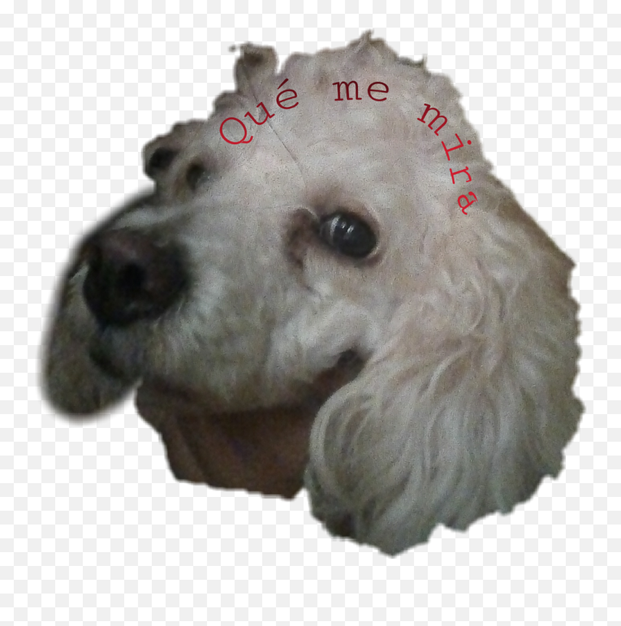 The Most Edited Mascotasconsentidas Picsart - Curly Emoji,Apple Poodle Emoji