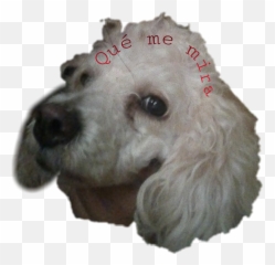 The Most Edited Mascotasconsentidas Picsart - Curly Emoji,Apple Poodle Emoji
