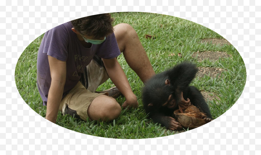 Sanctuary To Chimps In Ivory Coast - Wildlife Biologist Emoji,Different Chimpanzee Emotions