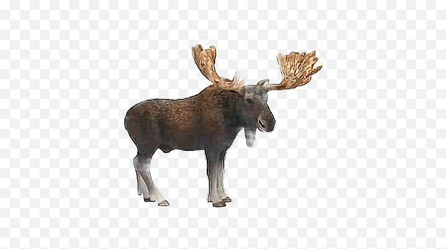 Moose Sticker - Schleich Moose Bull Toys Emoji,Moose Emoji