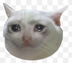 I Live In A Condo My Nieghbors Moved Out And Left Their Cat Emoji,Tubs The Cat Emoticon
