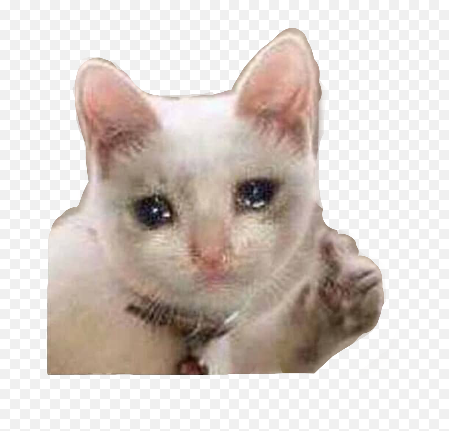 Sad Cat Meme Mood Sniffles Sticker By Camryn - Teacher Hypes Up Class Party Meme Emoji,Sad Cat Emoji