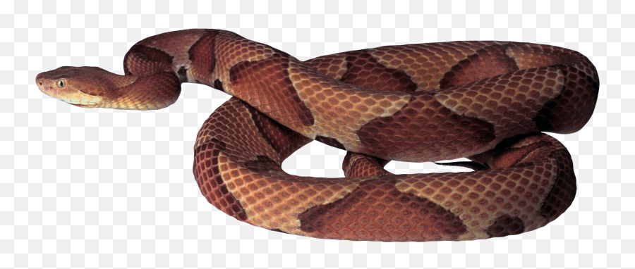 Rattlesnake Png - Rattlesnake Clipart Copperhead Snake Brown Snake Transparent Background Emoji,Gadsden Flag Emoji