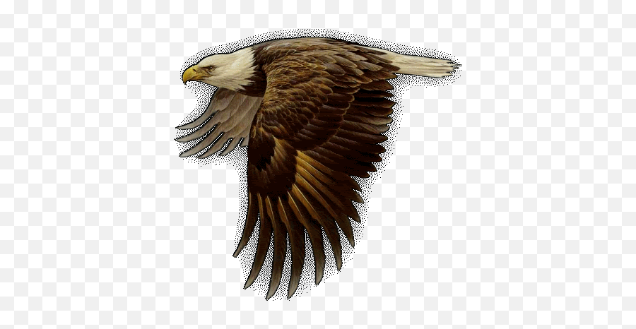 Majestic Eagle Flying Gif Explore And Share The Best Eagle - Animated Transparent Eagle Gif Emoji,:thegoldeneagle: Emoticon