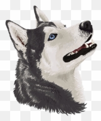 Dogs With The Strongest Bite Force U0026 Jaw Pressures Top 15 List - Siberian Husky Emoji,Husky Stages Of Emotion