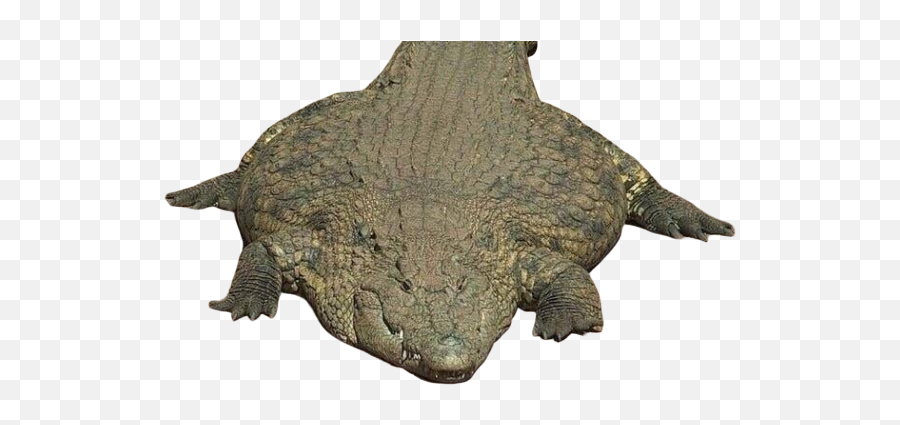 Flat Croc - Flat Alligator Emoji,Facebook Emoticons Alligator