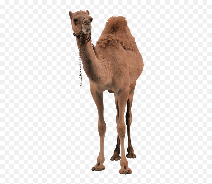 Camel Png Camel Transparent Background - Freeiconspng Emoji,Camel Emoji