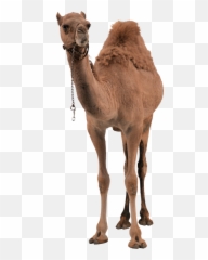 Camel Png Camel Transparent Background - Freeiconspng Emoji,Camel Emoji