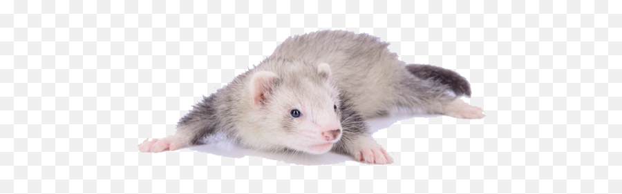 Sticker Maker - Cute Ferrets Like You Emoji,Ferret Emoji