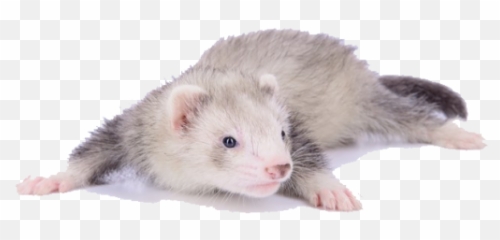 Sticker Maker - Cute Ferrets Like You Emoji,Ferret Emoji