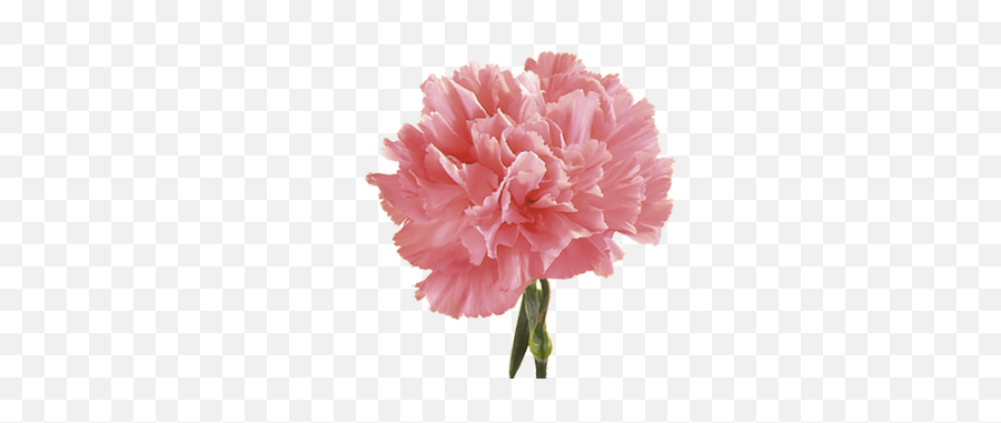 Anniversary Flower Meanings - Flower Pink Carnation Emoji,Pink Emotion Meaning