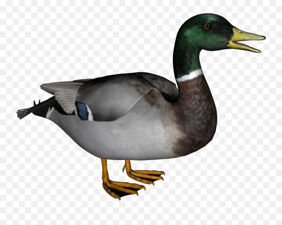 Duck Png Transparent Images - Duck Png Emoji,Duck Emoji
