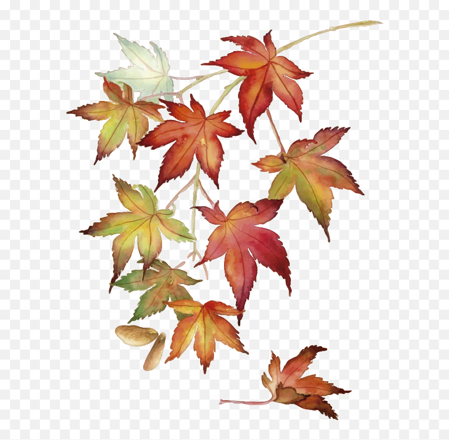 Japanese Maple Leaves Wall Sticker - Japanese Maple Drawing Leaves Emoji,Little Yellow Maple Leaf Meaning In Emotions