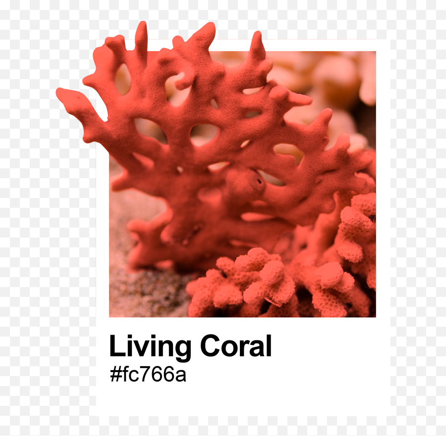 Pantone Living Coral Nautical Decal - Aquarium Decor Emoji,Nautical Emoticons