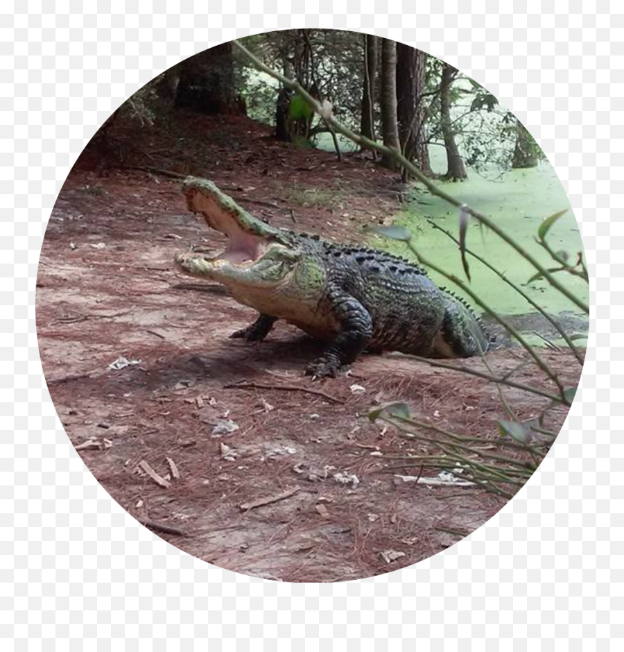 Orange Hill Gator Farm Emoji,Facebook Emoticons Alligator