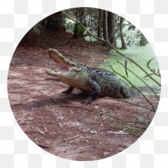 Orange Hill Gator Farm Emoji,Facebook Emoticons Alligator