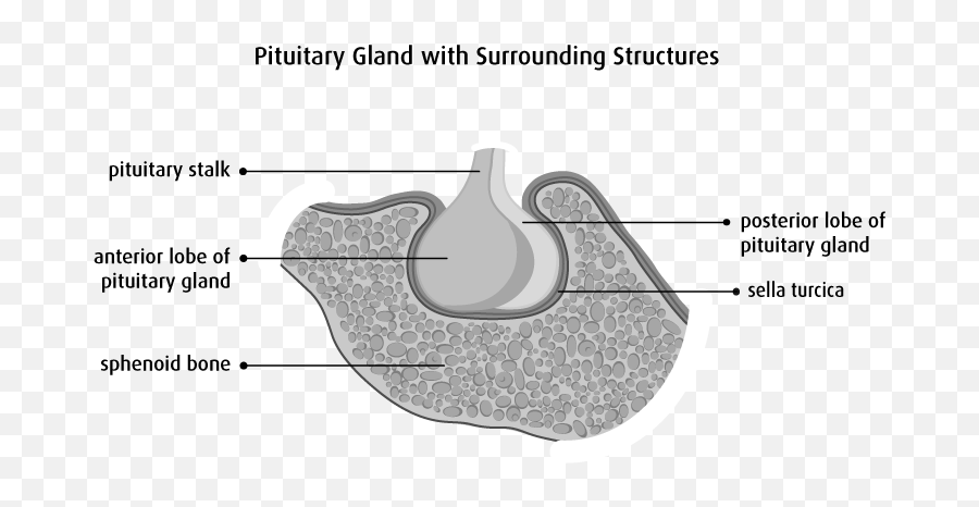 The Pituitary Gland - Canadian Cancer Society Emoji,It Was The Sort Of Bone Deep Emotion