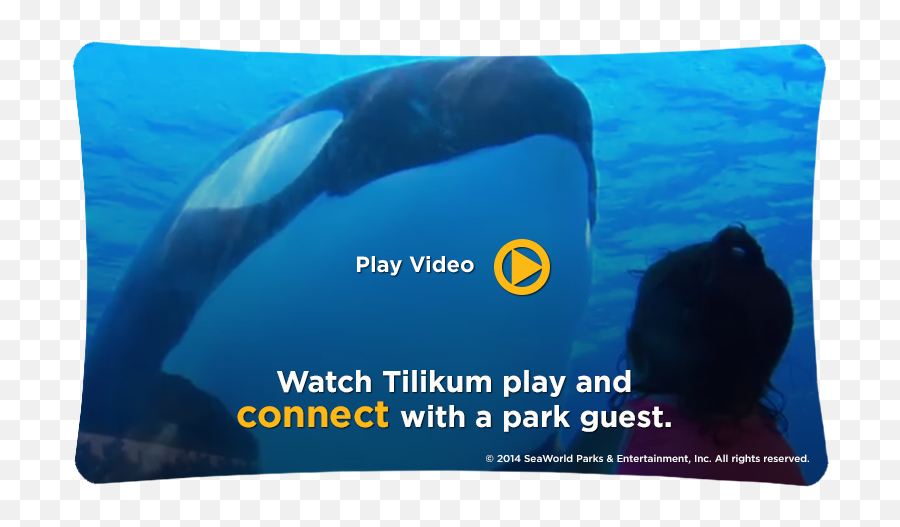 190 Seaworld Ideas Sea World Seaworld Orlando Discovery Cove - Dolphin Emoji,Orcas Emotions