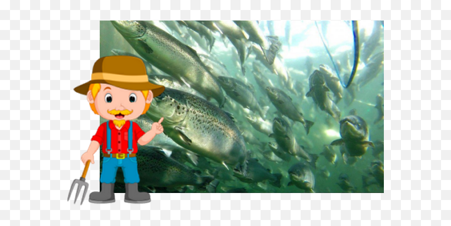 He Tells The Girls About Fish Farming - Salmon Fish From Above Emoji,Fish Relating To Emotions