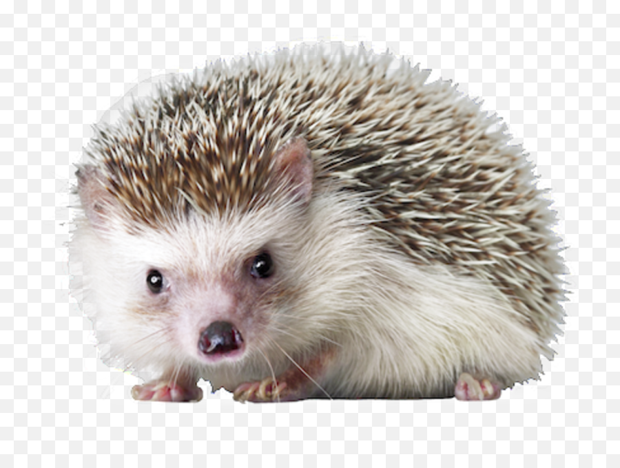 Porcupine Urchin Snout Sea Domesticated - Hedgehog Png Emoji,What Does The Porxupine Emoticon