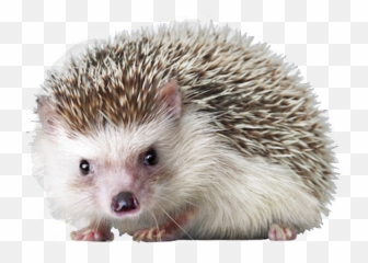 Porcupine Urchin Snout Sea Domesticated - Hedgehog Png Emoji,What Does The Porxupine Emoticon