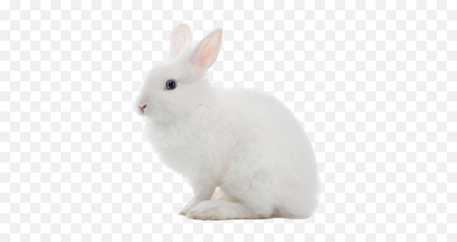 Download Bunny Free Png Transparent Image And Clipart Emoji,White Bunny Emoji