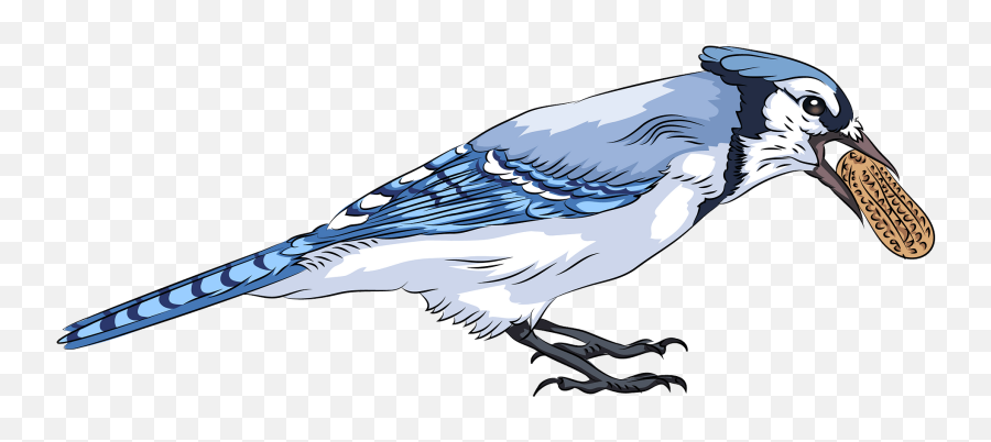 Blue Jay With Peanut Clipart Free Download Transparent Png Emoji,Jay Emojis