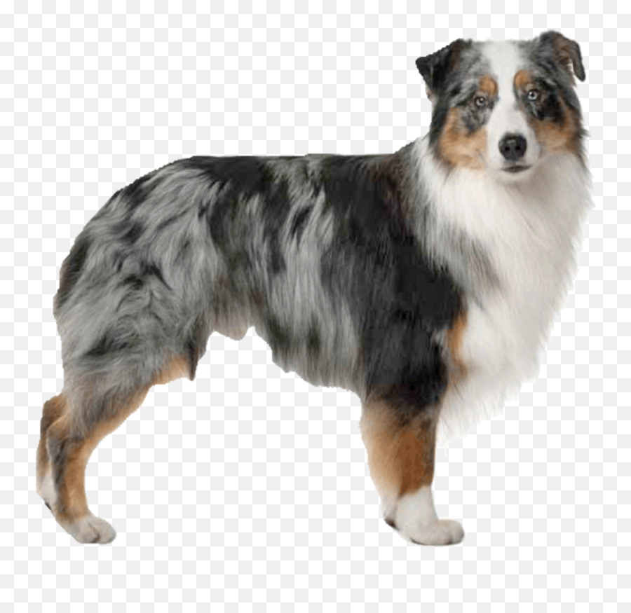 Trending - Transparent Australian Shepherd Gif Emoji,Collie Emoji