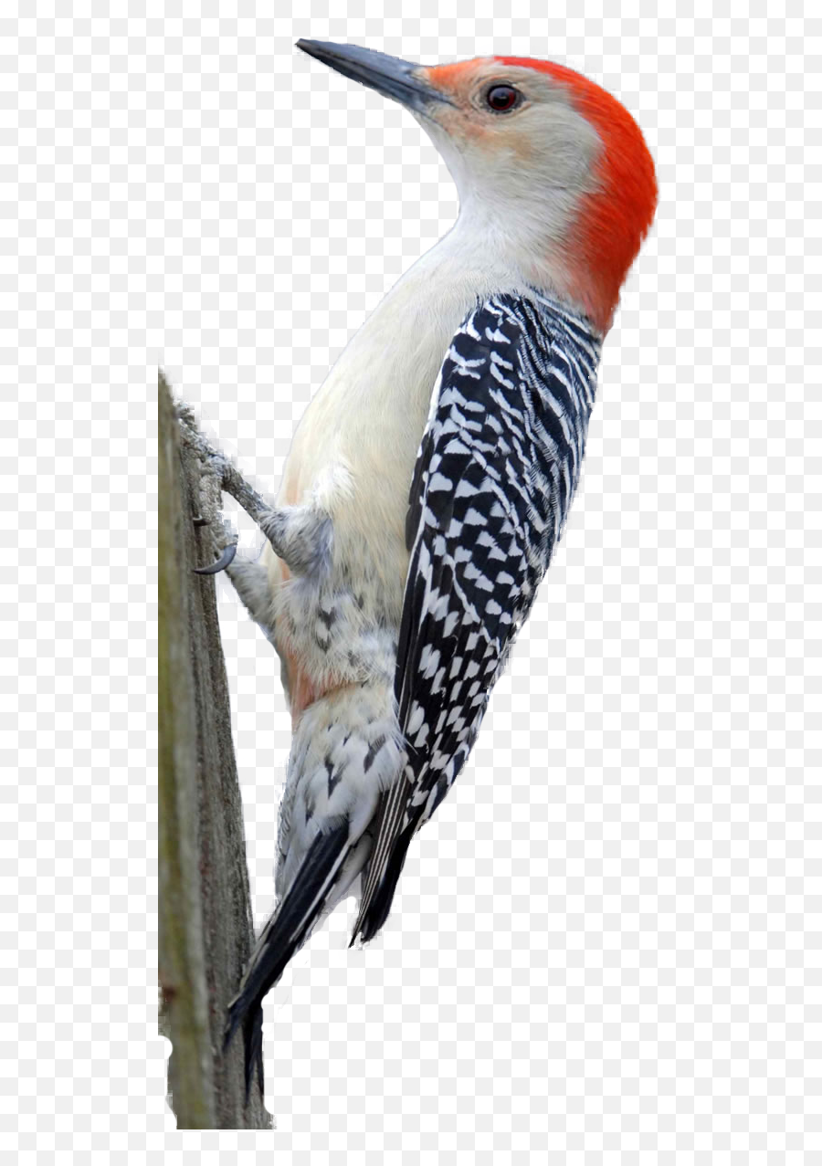 Woodpecker Png Hd Png Svg Clip Art For - Woodpecker Emoji,Woodpecker Emoji