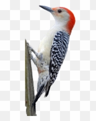 Woodpecker Png Hd Png Svg Clip Art For - Woodpecker Emoji,Woodpecker Emoji