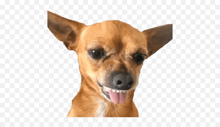 Bia E Jade - Vulnerable Native Breeds Emoji,Chihuahua Black Tan Emoji Sticker