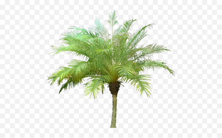20 Free Tree Png Images - Architectural Palm Tree Png Full Hindi Name Of Palm Tree Emoji,Architectual Emoji