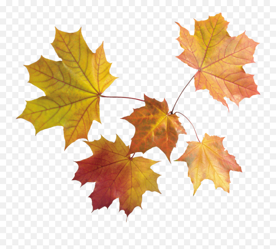 Leaves Clipart Forest Leaves Leaves Emoji,Fall Leaf Emoji