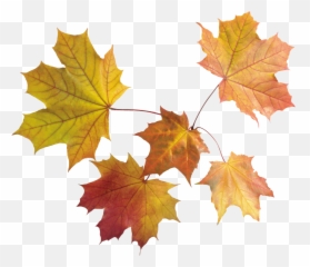 Leaves Clipart Forest Leaves Leaves Emoji,Fall Leaf Emoji