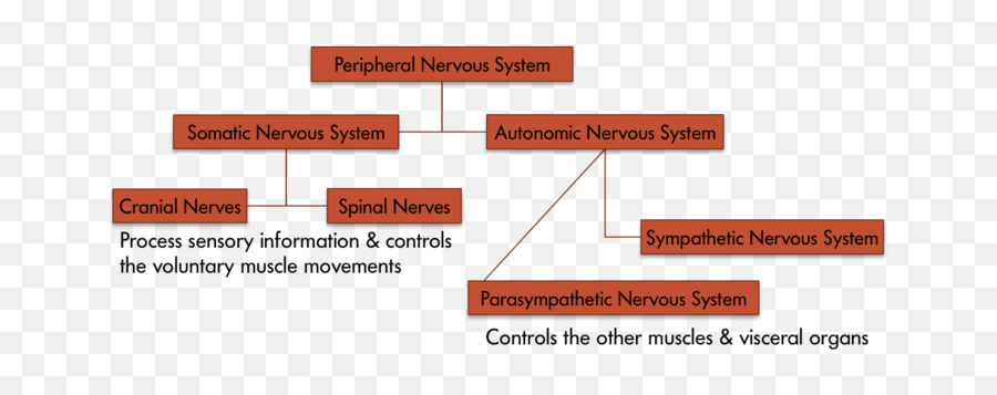 The Nervous System U2013 Psyc 100 Principles Of Psychology F20 - Vertical Emoji,Nervous Emotion