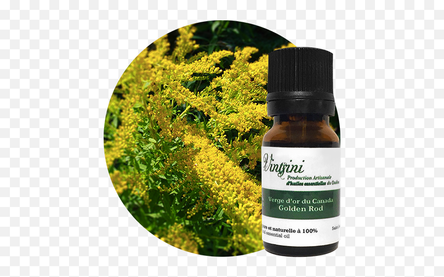 Canada Goldenrod Essential Oils Vintsini Emoji,Images Essential Oil Emotions