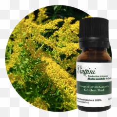 Canada Goldenrod Essential Oils Vintsini Emoji,Images Essential Oil Emotions