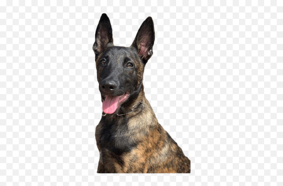 Magnus Dutch Shepherd Emoji,German Shepherd Emojis