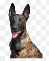 Magnus Dutch Shepherd Emoji,German Shepherd Emojis