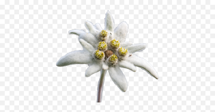 Edelweiss Png Transparent Images Png All Emoji,Emoji Wikipedia Flower