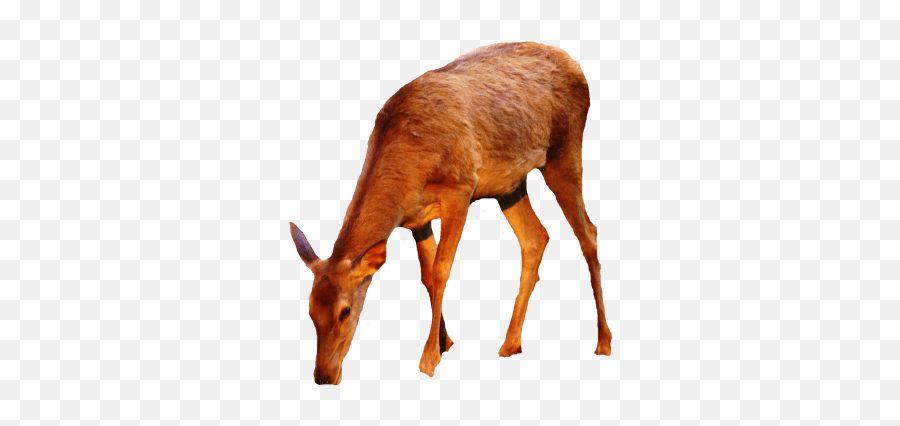 Doe Deer Logo Deer U0026 Doe Doe A Deer - High Resolution Hiran Png Emoji,Eww Face Emoji