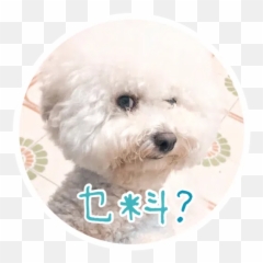 Trending Stickers For Whatsapp Page 283 - Stickers Cloud Northern Breed Group Emoji,Yoyo And Cici Emoticon